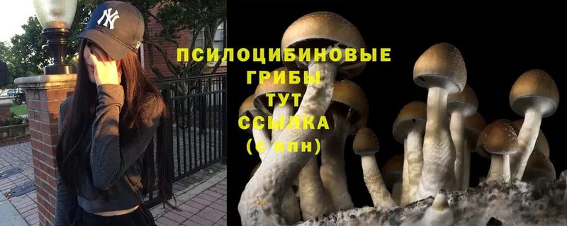 закладки  Камышин  Галлюциногенные грибы Magic Shrooms 